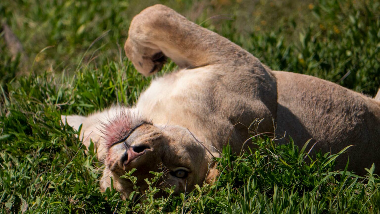 serengeti safari accident